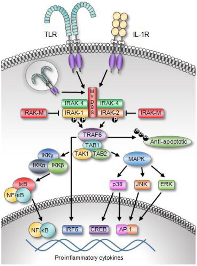 Toll-like receptor and Il-1R family members activate IRAK signaling.